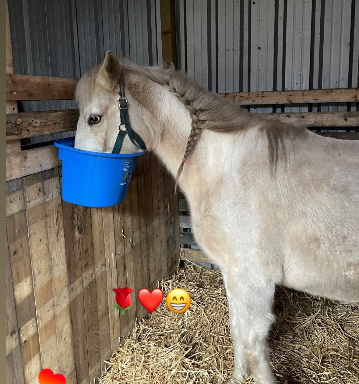 Quarter x Appaloosa kruising 5  jarige ruin, M