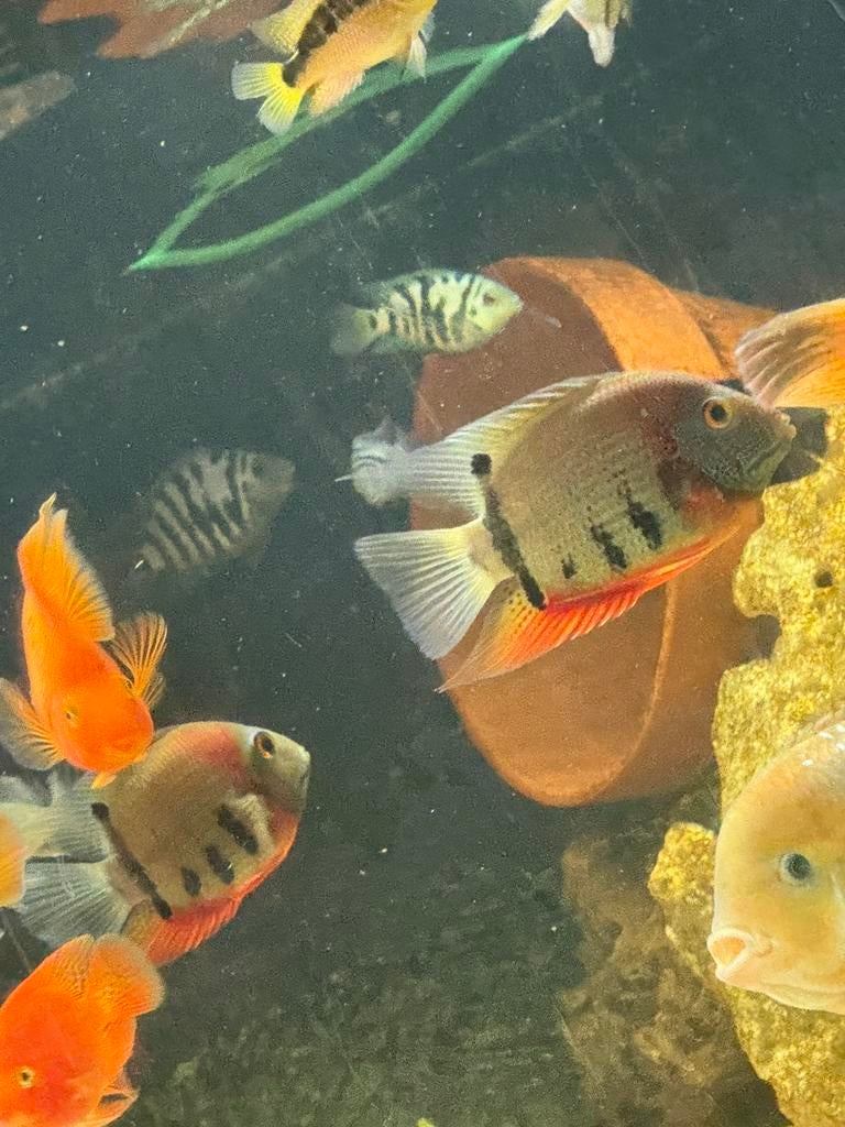 Heros severum koppel amerikaanse chichliden vissen aquarium, Dieren en Toebehoren, Vissen | Aquariumvissen, Vis, Zoetwatervis