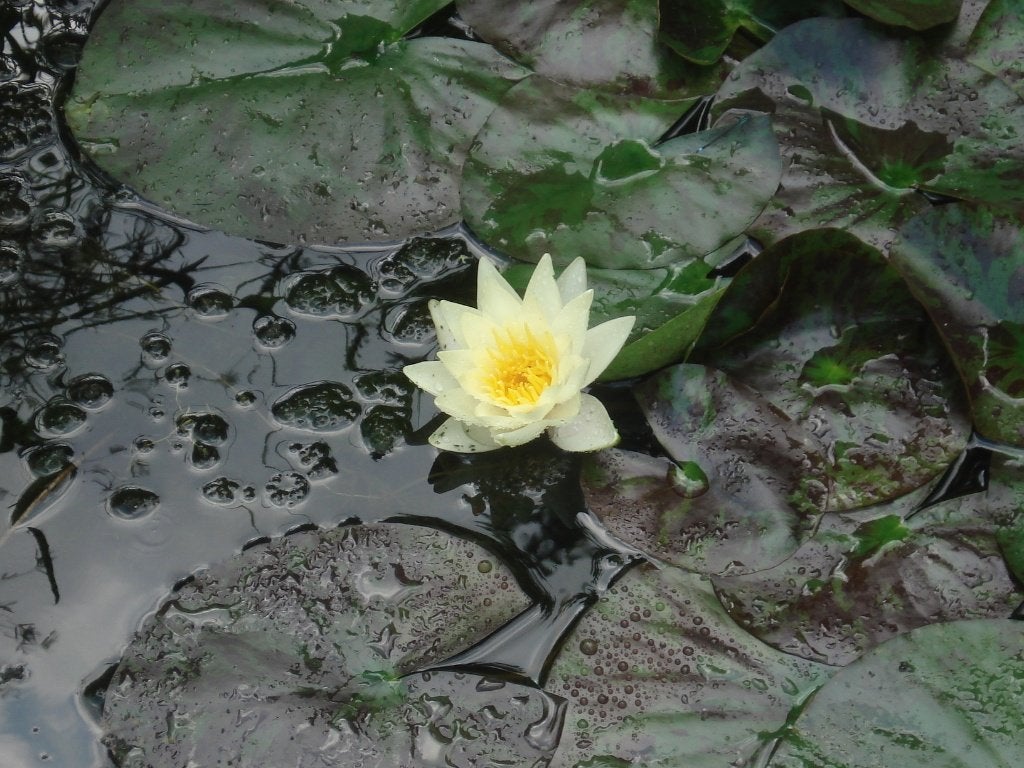 3 gele waterlelies  (Nymphaea), Tuin en Terras, Ophalen