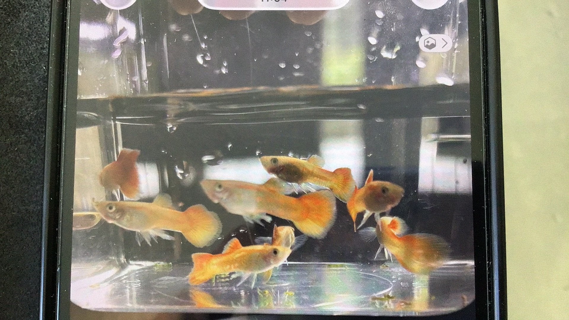 8 mannetjes . prachtige oranje/ rode sunset guppen, Dieren en Toebehoren, Vis, Zoetwatervis