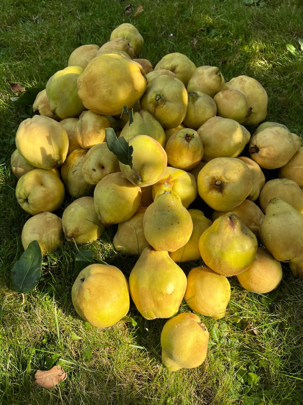 VERSE KWEEPEREN KWEEPEER FRUIT BIOLOGISCH KOKEN GELEI JAM, Ophalen