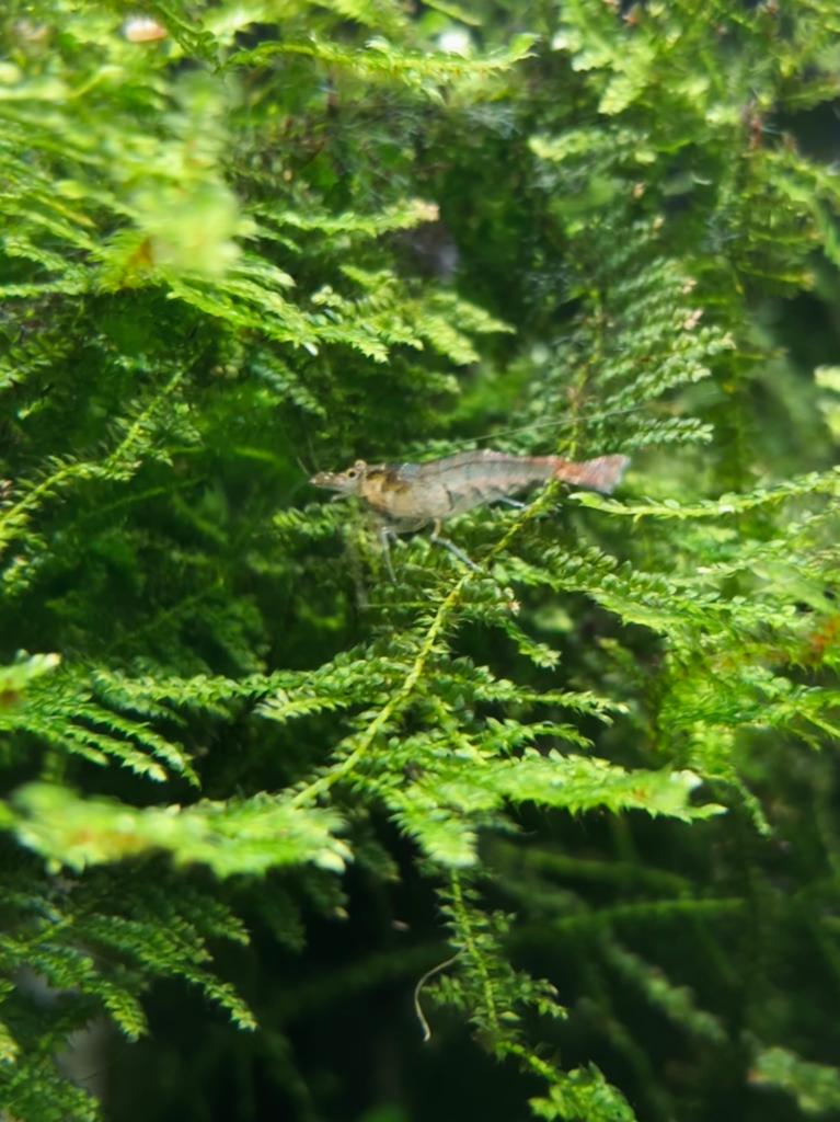 Wildkleur garnalen, Dieren en Toebehoren, Vissen | Aquariumvissen, Kreeft, Krab of Garnaal