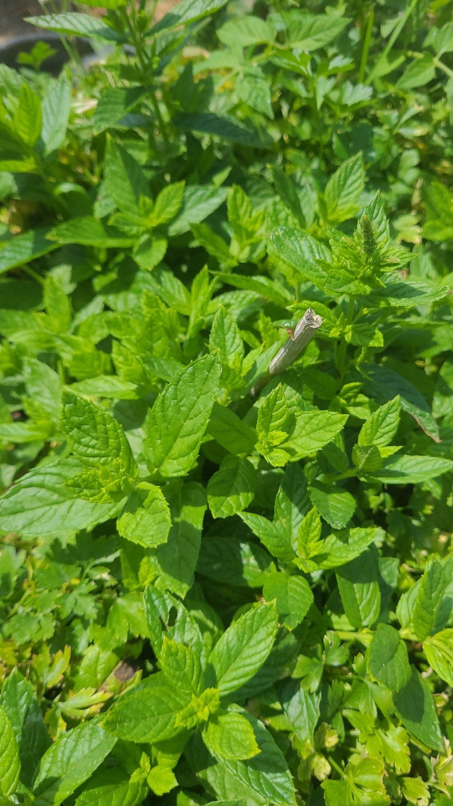 Menthe : la vraie menthe marocaine (petite feuille, arôme su, Jardin & Terrasse, Plantes | Arbustes & Haies, Enlèvement ou Envoi