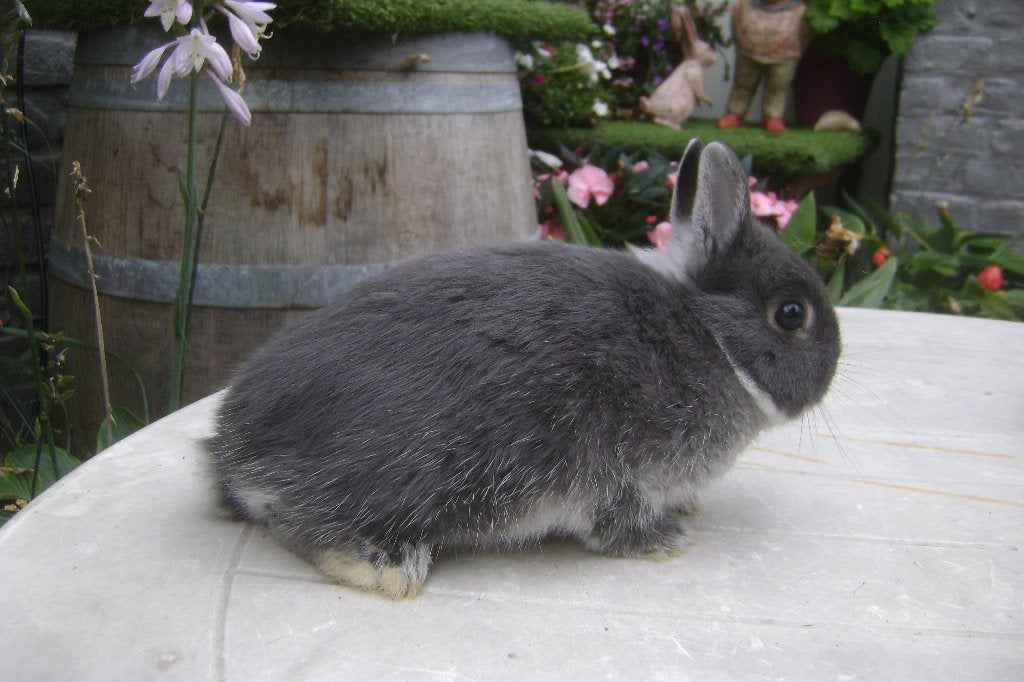 Kleurdwergje blauw (zie foto's), Dieren en Toebehoren, Konijnen, Mannelijk, Dwerg