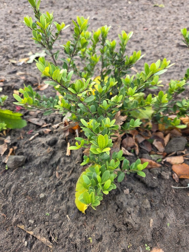 Ilex Crenata, Ophalen, Overige soorten, Struik, Minder dan 100 cm