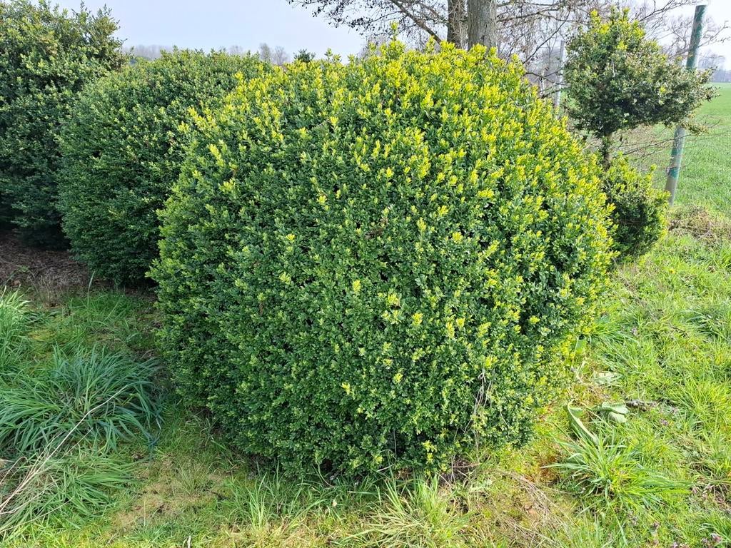 Buxus, Ophalen, Buxus