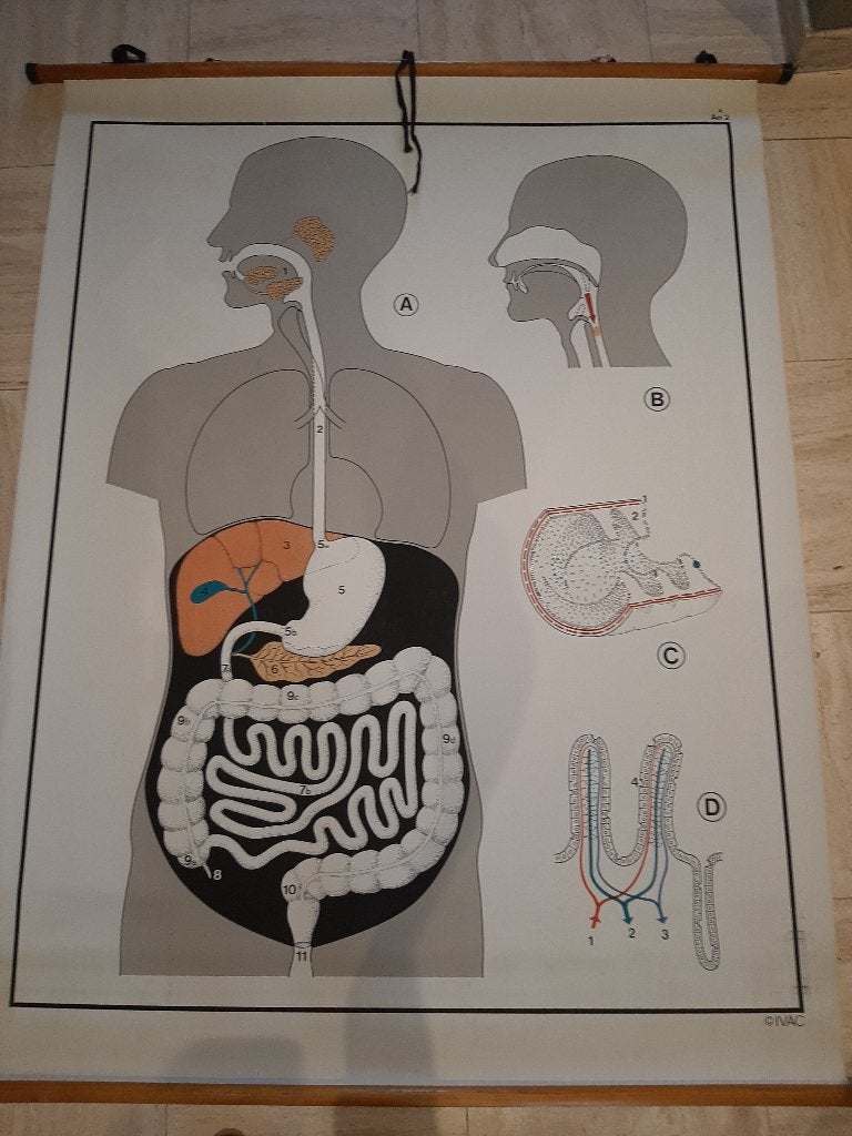 Vintage Schoolkaart - Medische menselijk lichaam linnen doek, Antiek en Kunst, Ophalen