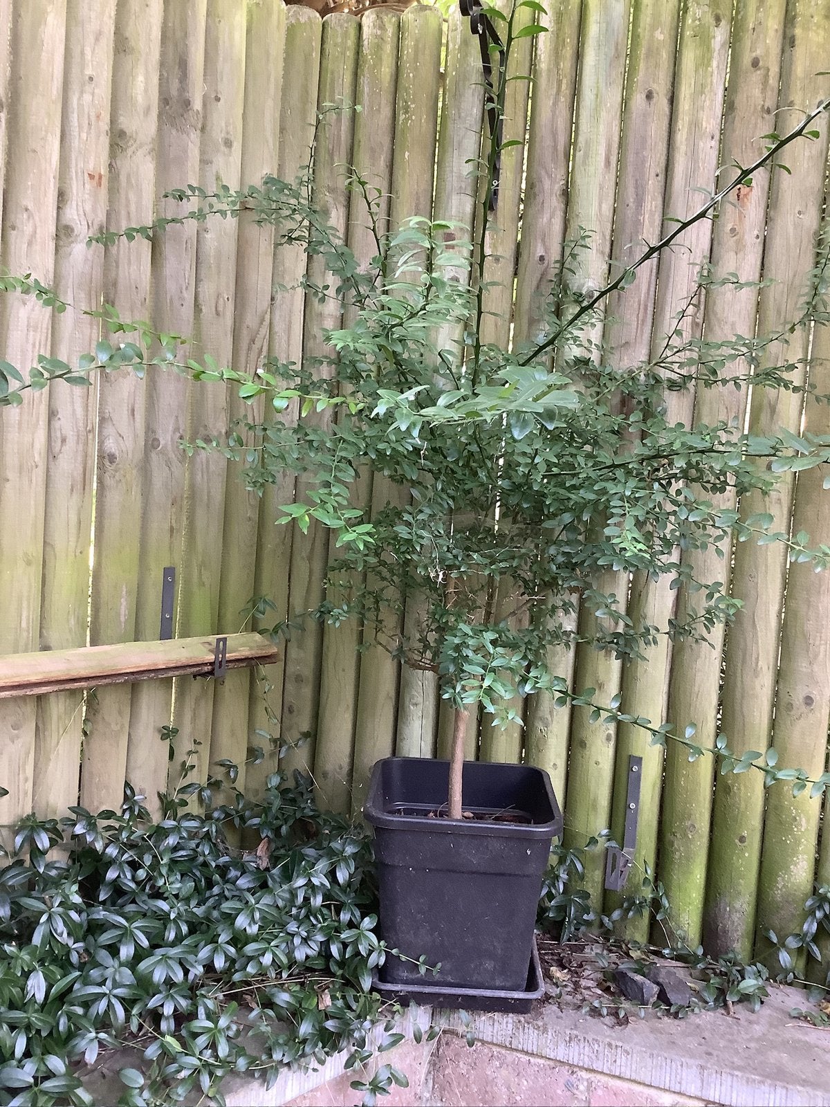 3 vaste planten in pot, Ophalen, Vaste plant