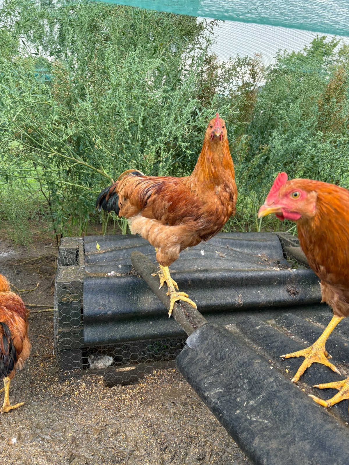 New Hampshire hanen te koop, Animaux & Accessoires, Volatiles, Mâle, Poule ou poulet