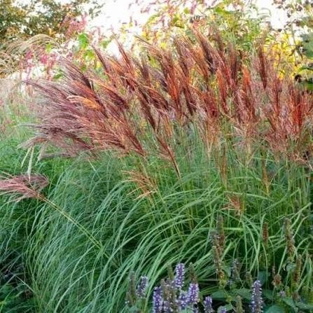 Miscanthus 'Red Chief', Jardin & Terrasse, Enlèvement, Automne