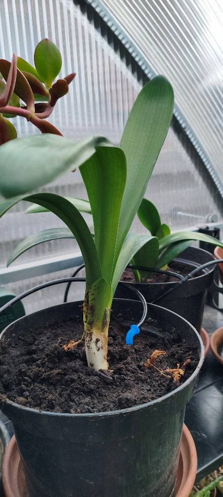 Clivia stek, Huis en Inrichting, Kamerplanten, Ophalen, Overige soorten, In pot, Minder dan 100 cm