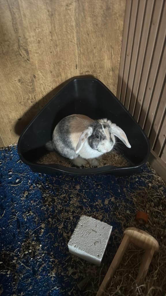 Dwerghangoorkonijn tam, Dieren en Toebehoren, Mannelijk, Dwerg, Hangoor, 0 tot 2 jaar