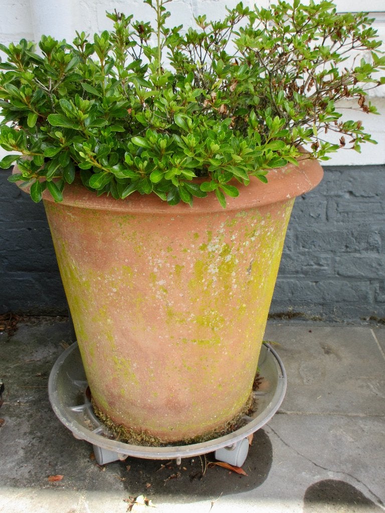 Pot de fleurs en terre cuite toscane, Balcon, 40 cm ou plus, 40 à 70 cm, Rond