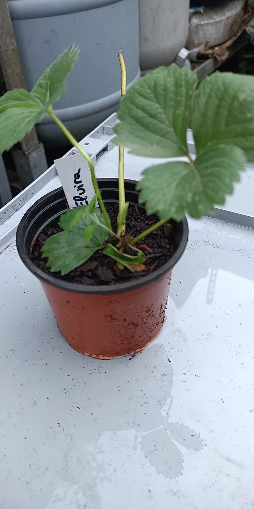aardbeiplanten Faith, Tuin en Terras, Vaste plant, Ophalen of Verzenden, Halfschaduw, Fruitplanten