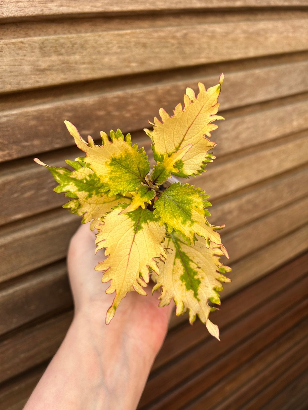 Coleus / siernetel Moa Cecilia, Tuin en Terras, Planten | Tuinplanten, Ophalen of Verzenden