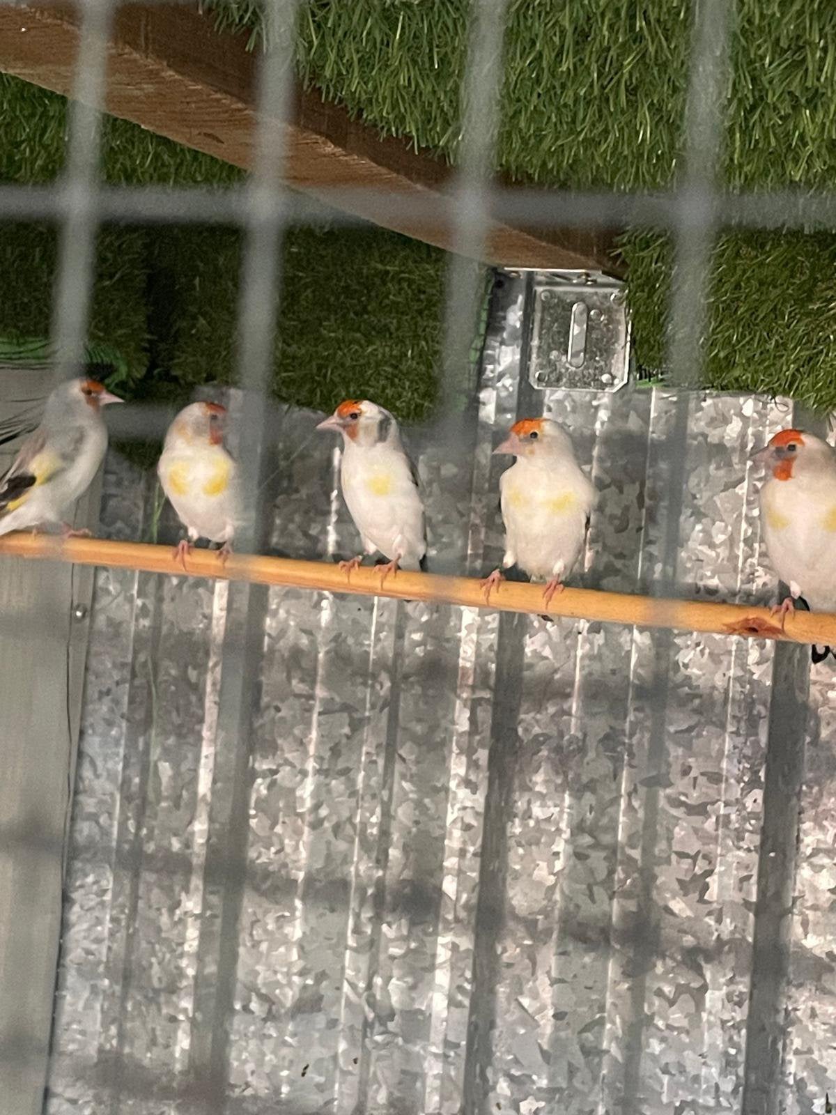 Bonte 200€ split bond 150€ van 2026, Dieren en Toebehoren