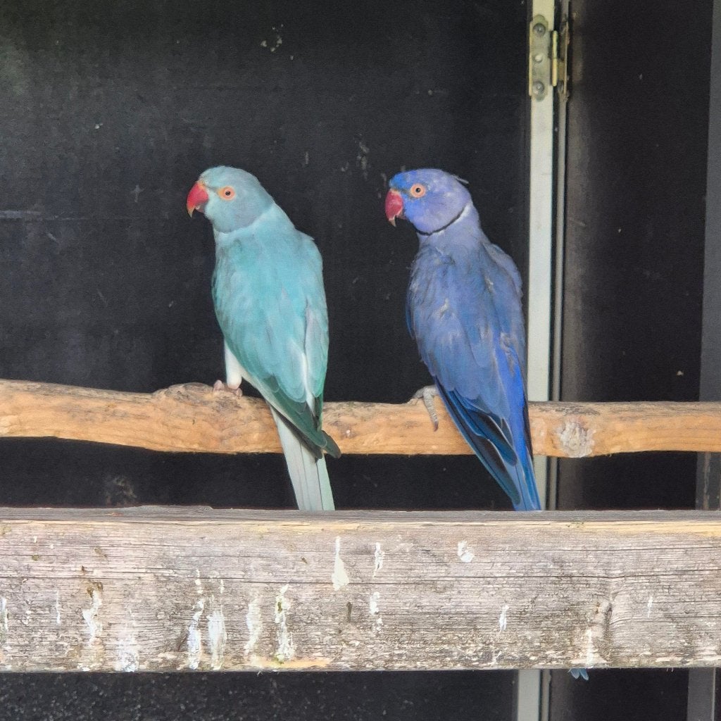 koppel halsbandparkieten witkopwitstaart opaline, Plusieurs animaux, Perruche, Bagué