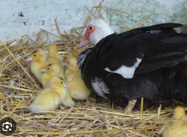 Barbarie kuikens, Animaux & Accessoires