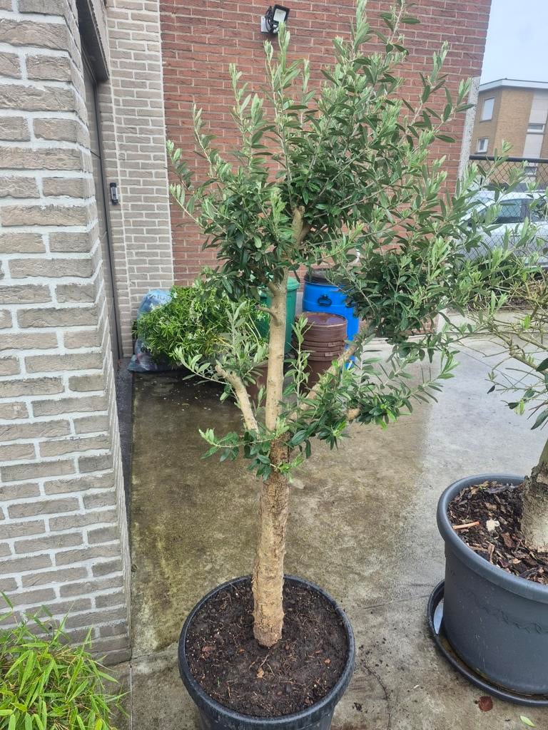 Olijfboom in pot, Tuin en Terras, 100 tot 250 cm, Olijfboom, Ophalen, Volle zon