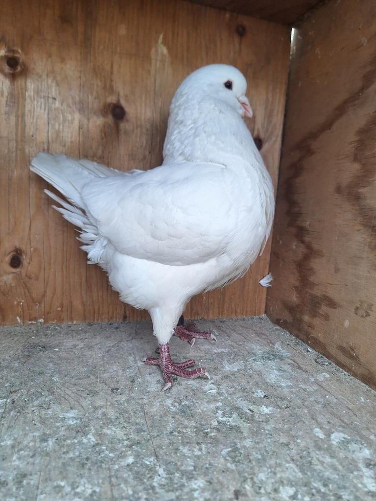 Kingduif kingduiven, Dieren en Toebehoren