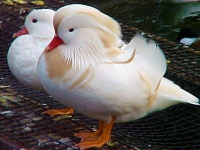 Witte mandarijneenden, Dieren en Toebehoren, Pluimvee, Meerdere dieren, Eend