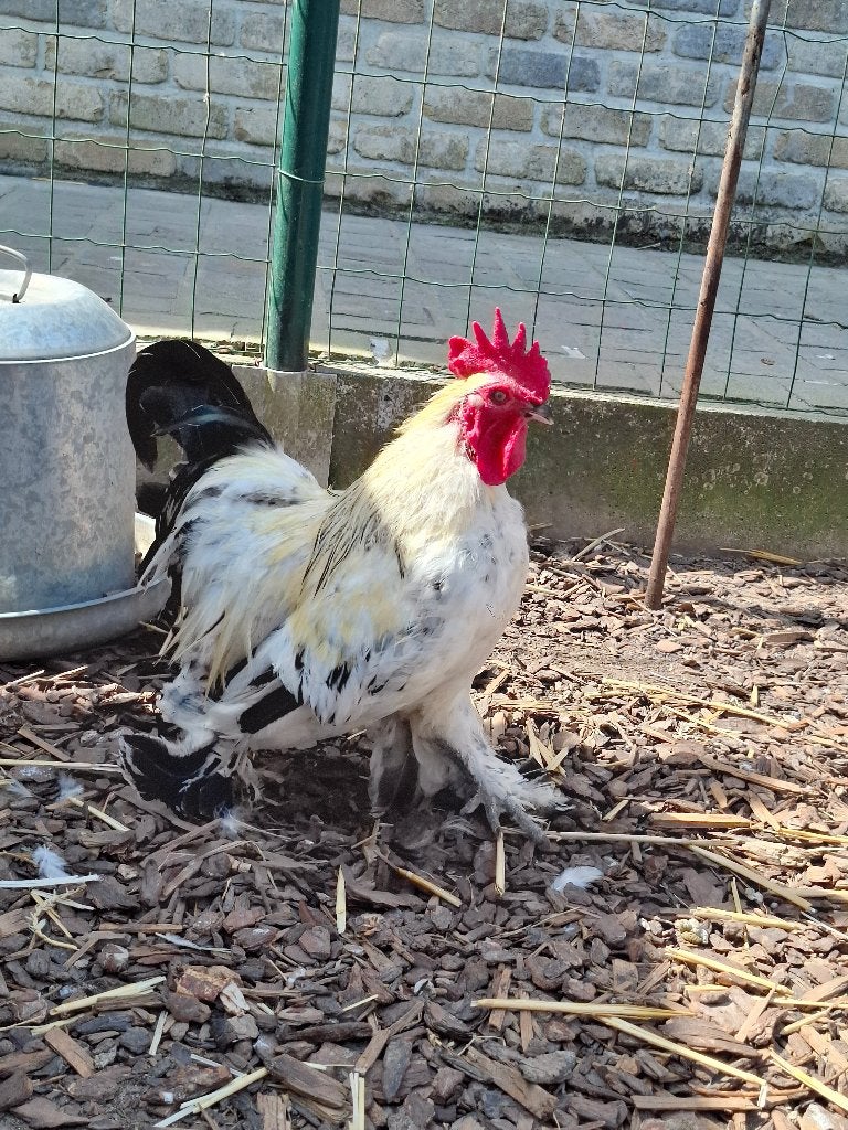 Kriel haantje, Dieren en Toebehoren, Mannelijk, Kip
