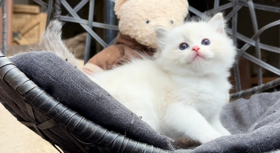️ Bijzonder knap seal lynx bicolor Ragdoll poesje  ️, Dieren en Toebehoren, Poes, Langharig, 0 tot 2 jaar