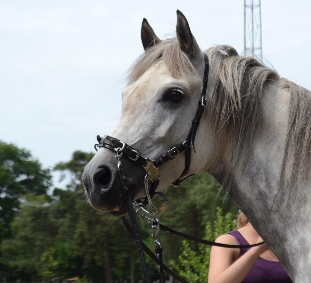 Cavemore, Dieren en Toebehoren, Ophalen of Verzenden, Gebruikt, Dressuur