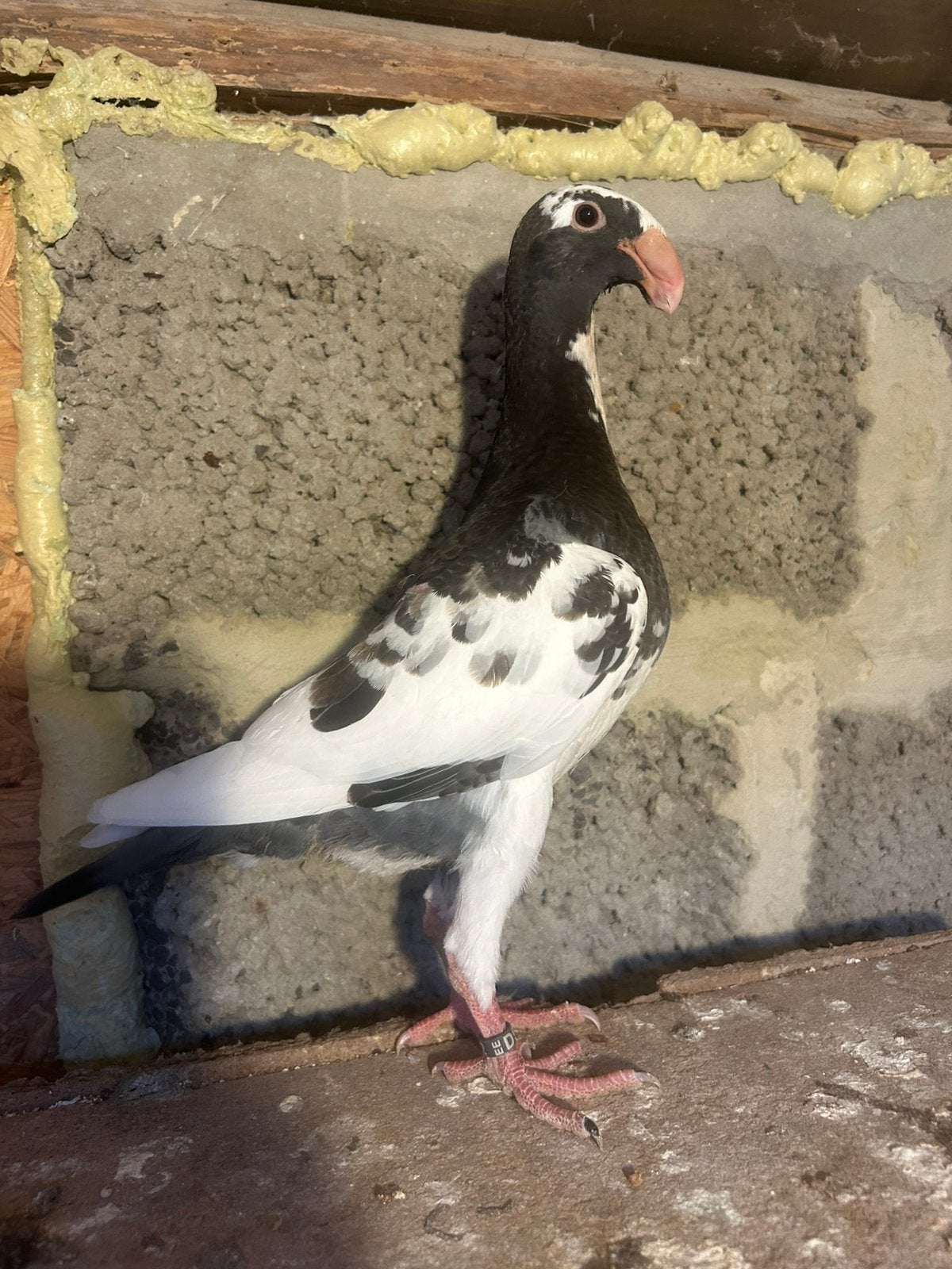 Scautauben 2026
