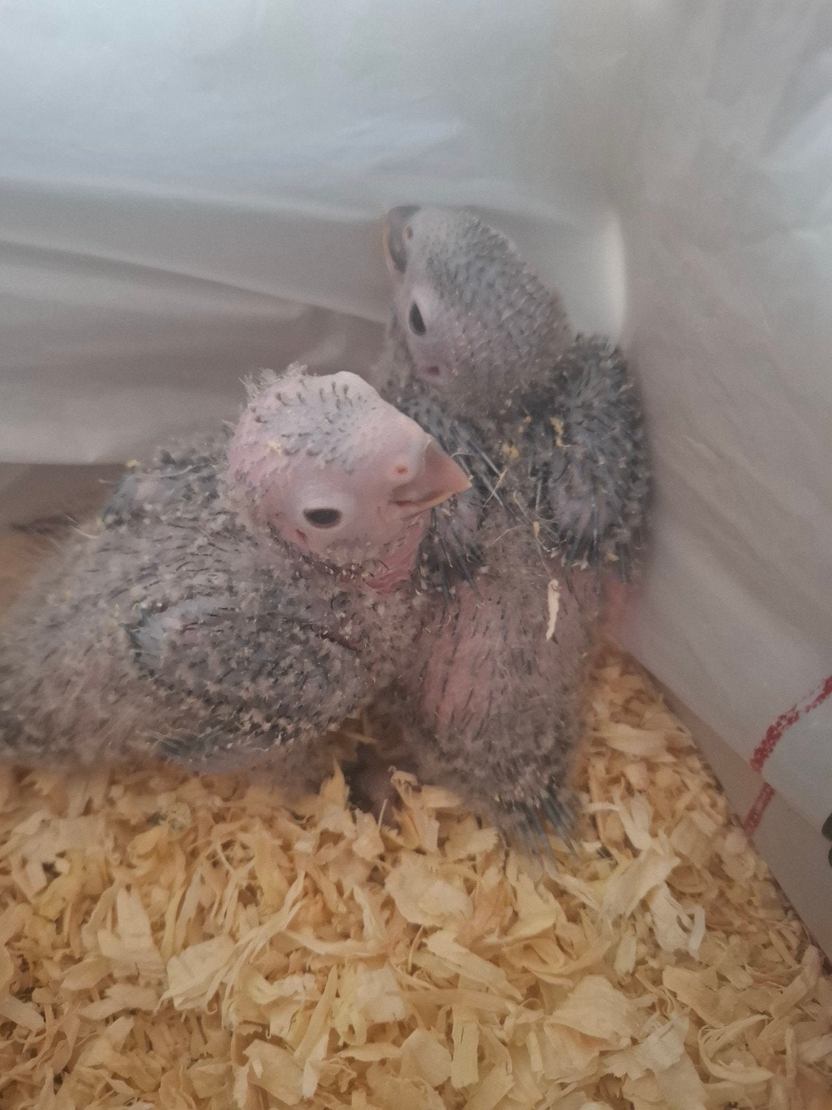 Bébé de conure molina ananas de 2026