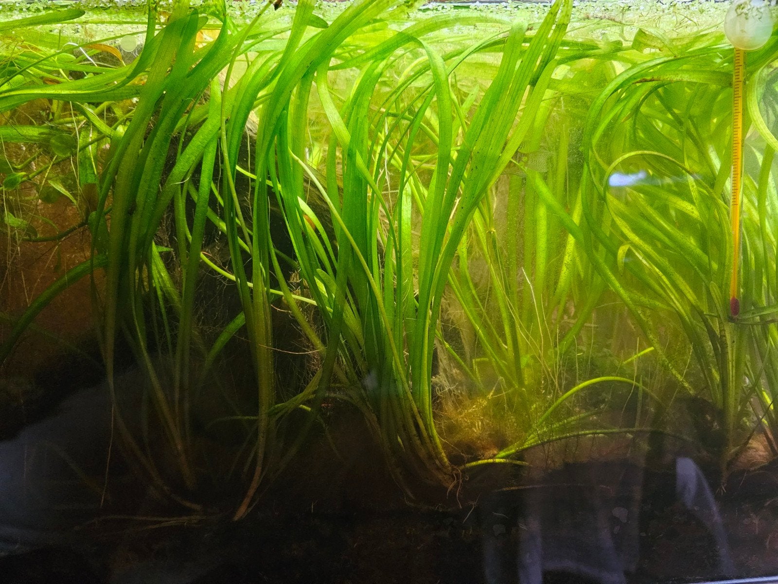 Vallisneria nana, Dieren en Toebehoren, Ophalen, Zo goed als nieuw, Plant(en), Steen of Hout