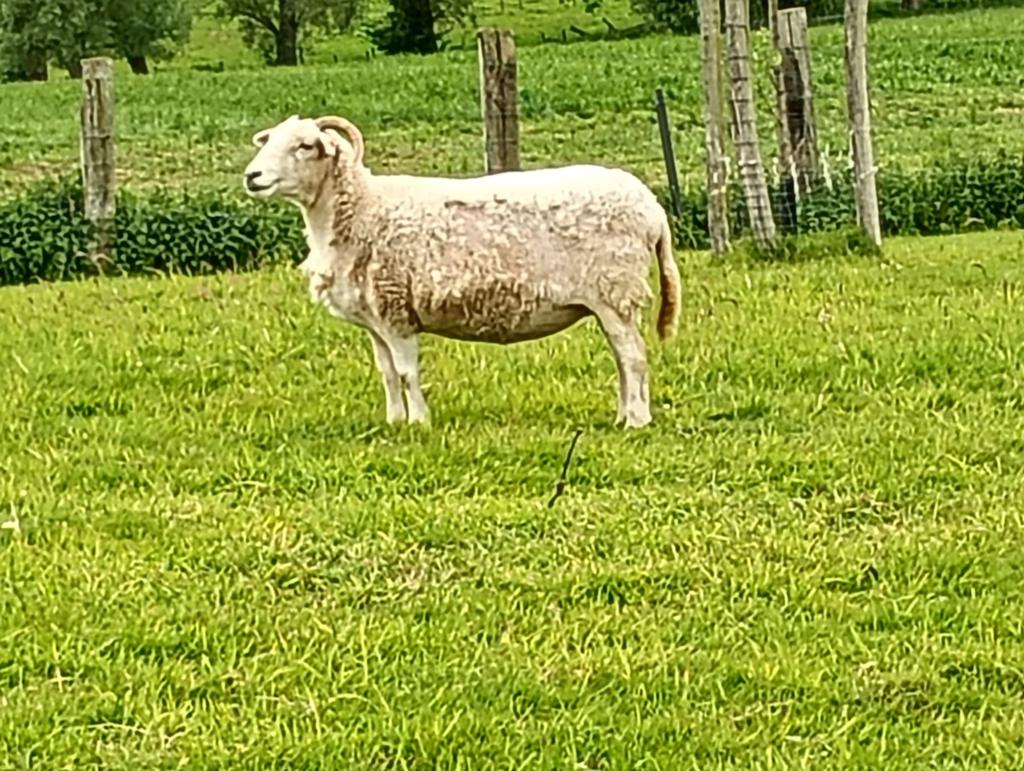vrouwelijk schaap te koop 80 kg, Dieren en Toebehoren, Vrouwelijk, Schaap