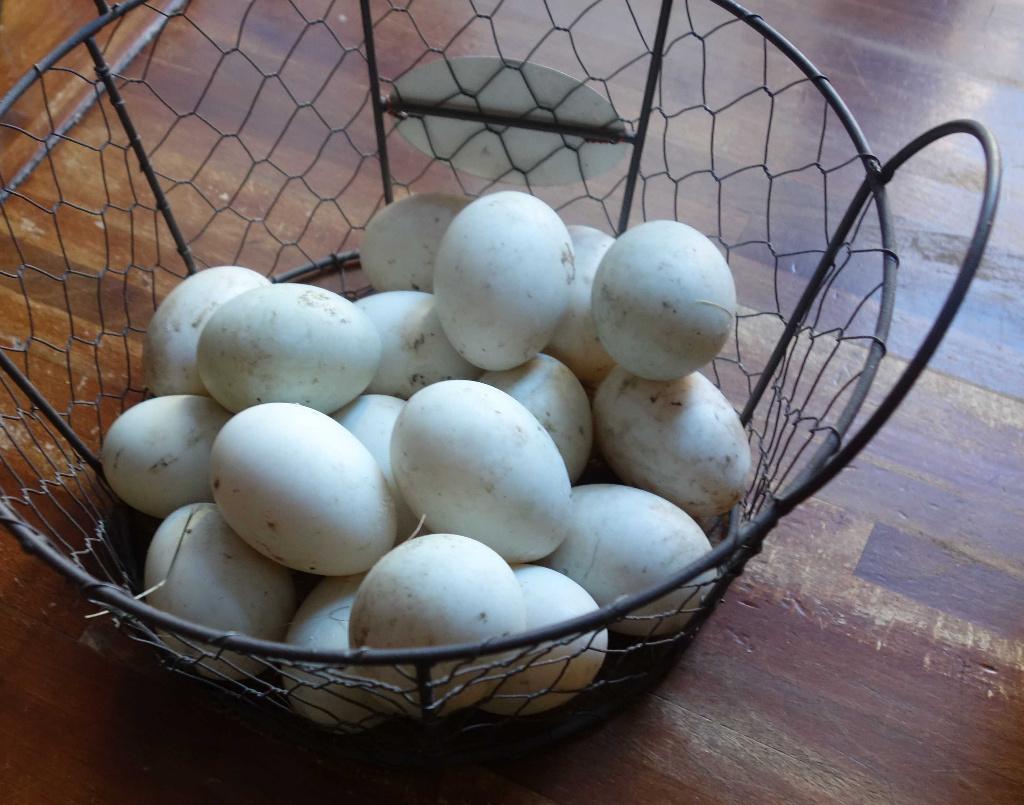 oeufs de canard non fécondé, Ophalen, Nieuw