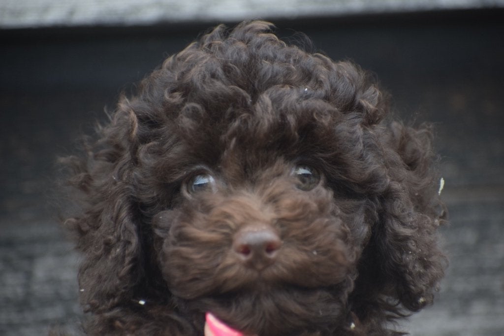 Poedel pups mooie keuze, Dieren en Toebehoren, Poedel, België, 15 weken tot 1 jaar, Meerdere