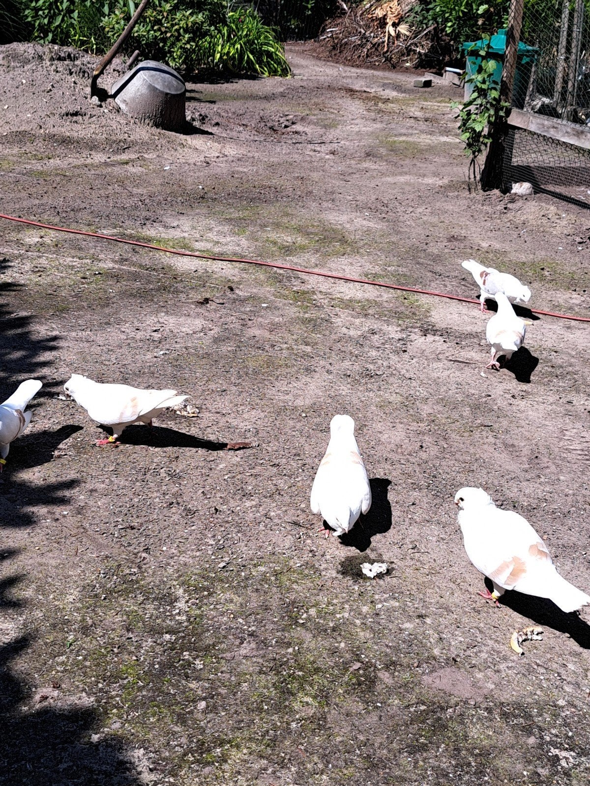 Duiven, Dieren en Toebehoren