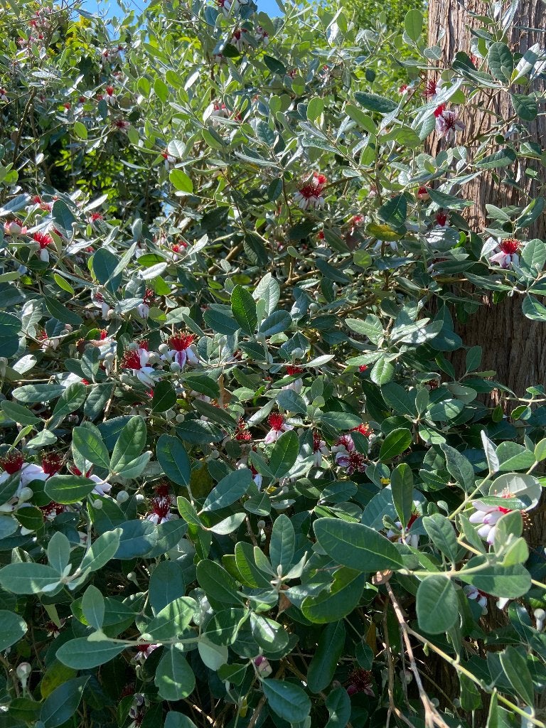 Acca sellowiana, Tuin en Terras, Volle zon, Vaste plant, Zomer, Ophalen