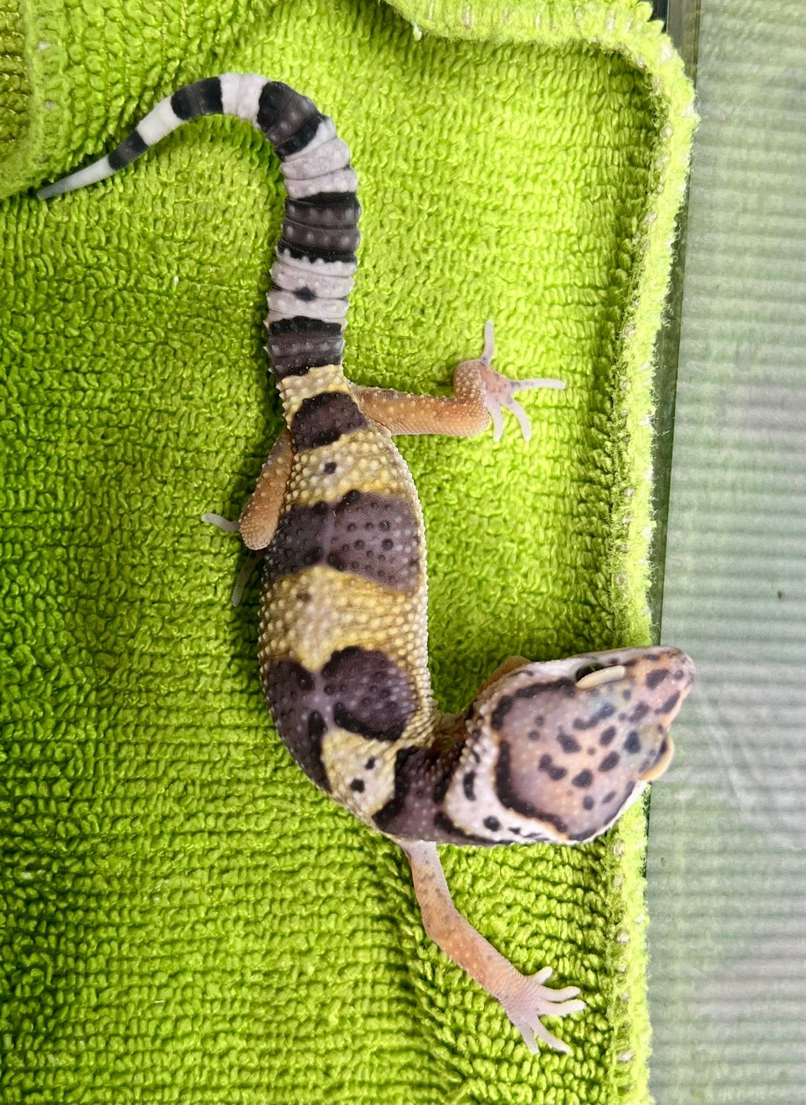 Luipaardgekko baby a1 beschikbaar voor afhaling, Hagedis, Tam, 0 tot 2 jaar