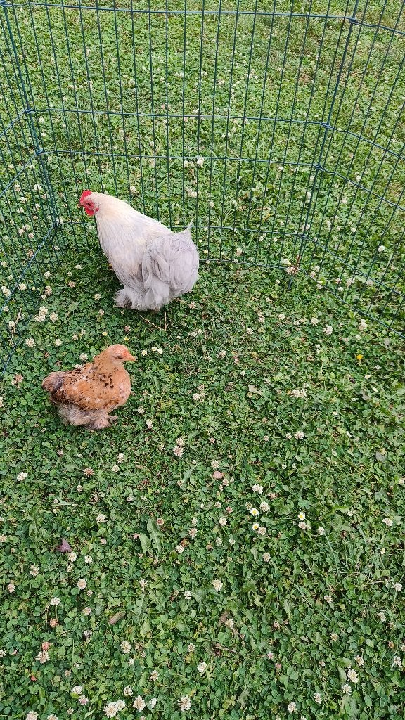 Cochin kriel - 2 maanden oud, Dieren en Toebehoren, Pluimvee, Meerdere dieren, Kip