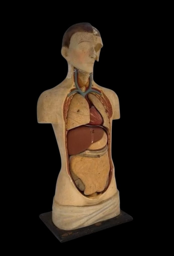 Anatomisch medisch buste gips, Antiek en Kunst, Ophalen of Verzenden