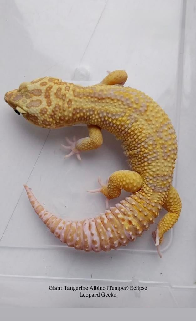 Gecko léopard géant + terrarium