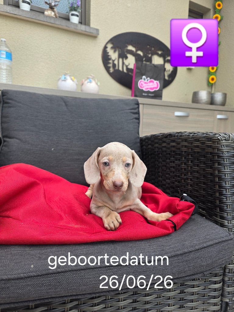 mooie korthaar teckel pups, Dieren en Toebehoren, Honden | Teckels en Dashonden, België, CDV (hondenziekte), 8 tot 15 weken, Korthaar