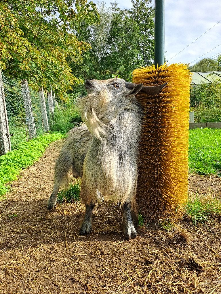 Blauwschimmel dwerggeiten  Dekbok, Dieren en Toebehoren, Mannelijk, Geit, 3 tot 5 jaar