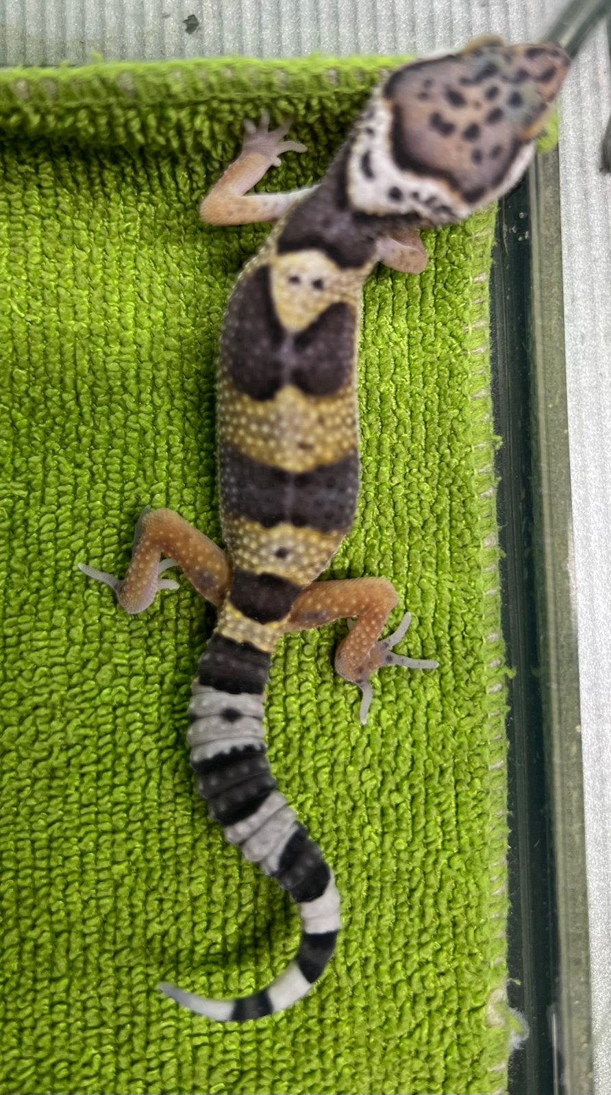 Luipaardgekko baby, Animaux & Accessoires, Reptiles & Amphibiens, Lézard, Domestique, 0 à 2 ans