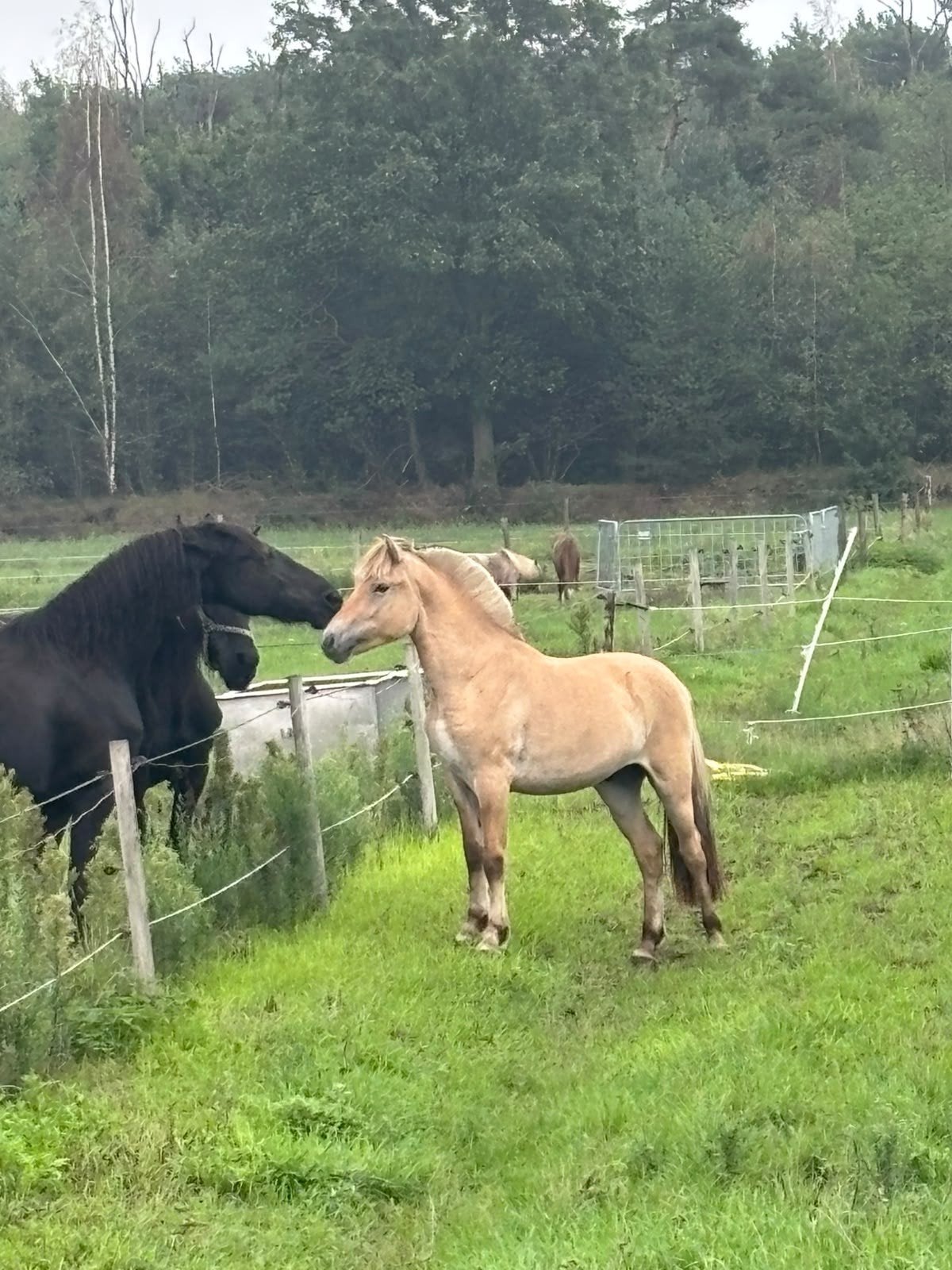 fjord, Dieren en Toebehoren, Minder dan 160 cm, Met stamboom, 0 tot 2 jaar, Hengst