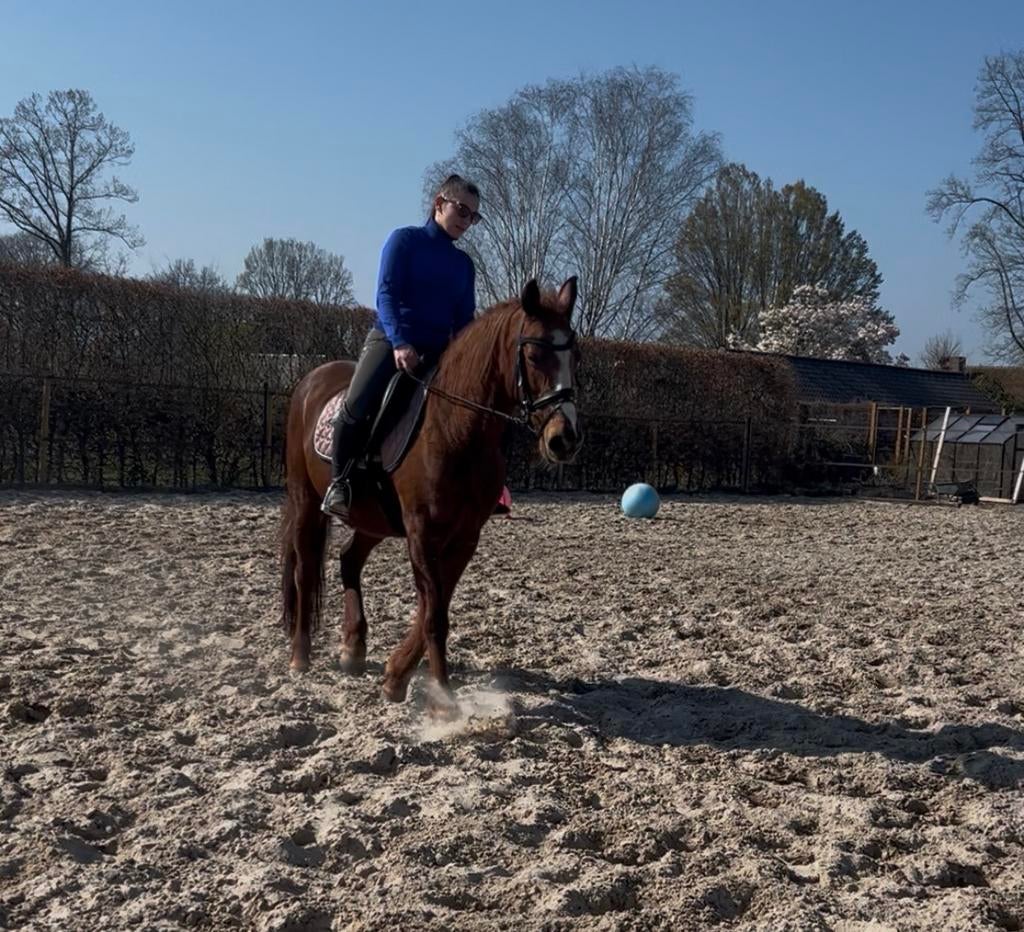 D-pony merrie, Animaux & Accessoires, Poneys, Jument