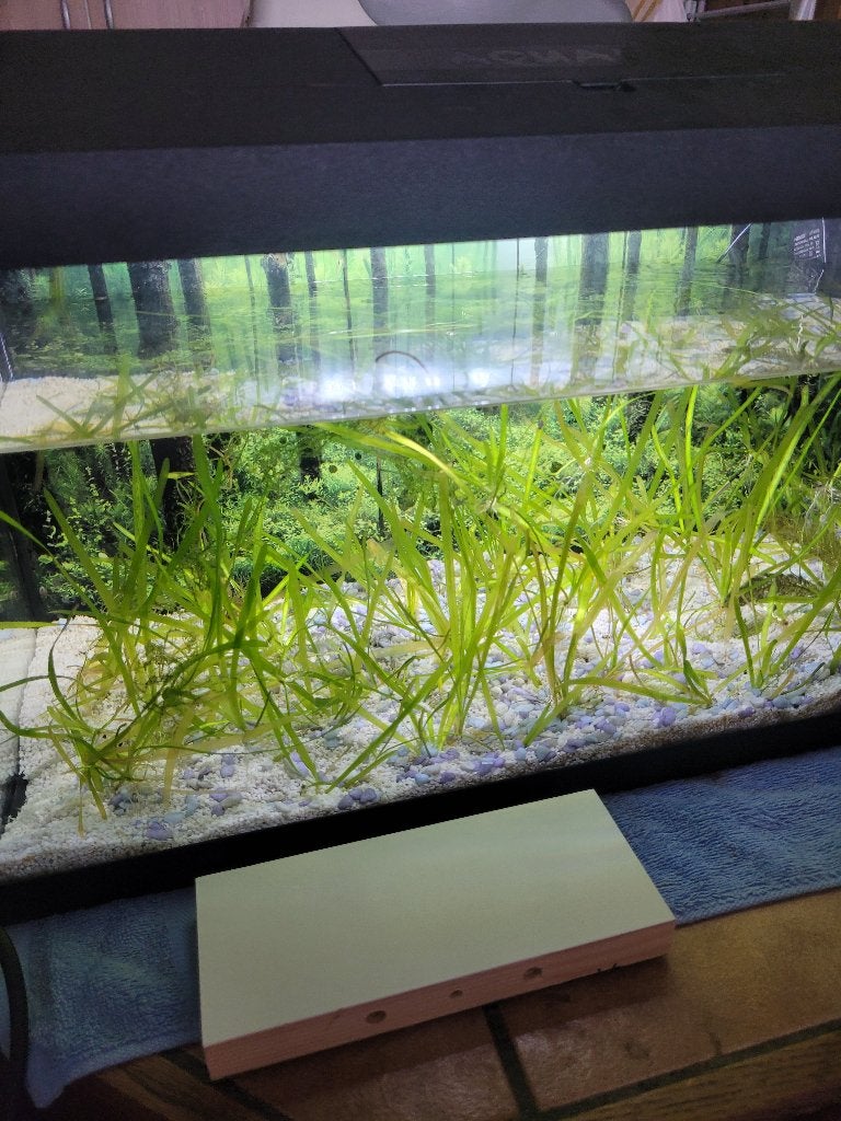 aquarium 60 l complet a servie pour plante et pois lire svp, Aquarium d'eau douce rempli, Comme neuf, Enlèvement, Aquael