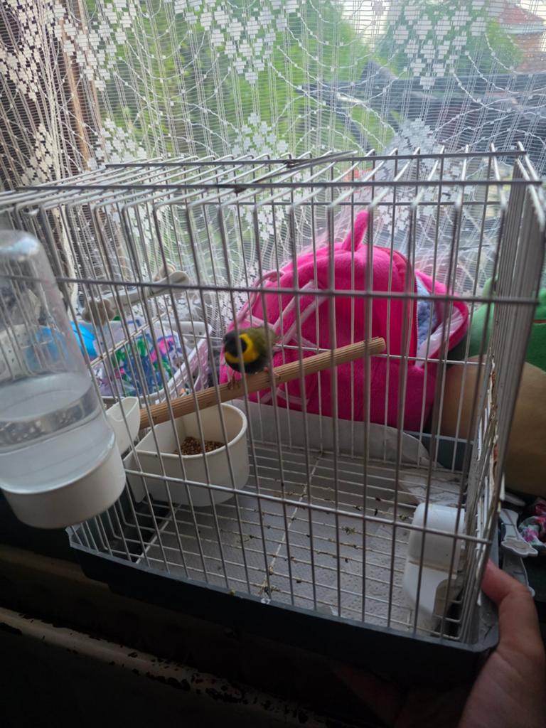 Petit chanteur de cuba, Animaux & Accessoires