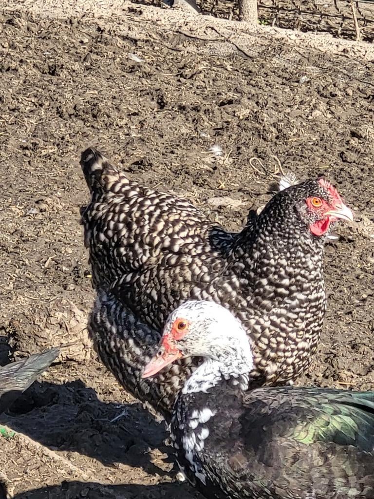 Mechelse Hoender, Dieren en Toebehoren, Pluimvee