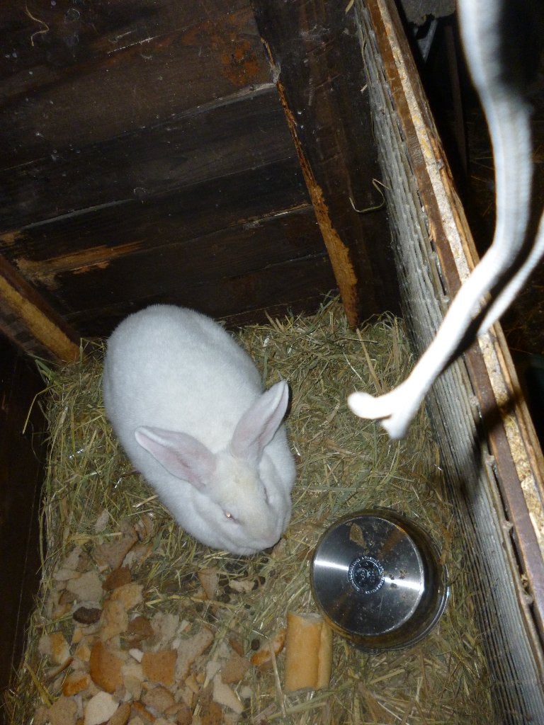 mooie witte duitse voedster, Dieren en Toebehoren, Konijnen, Vrouwelijk, Groot, 0 tot 2 jaar