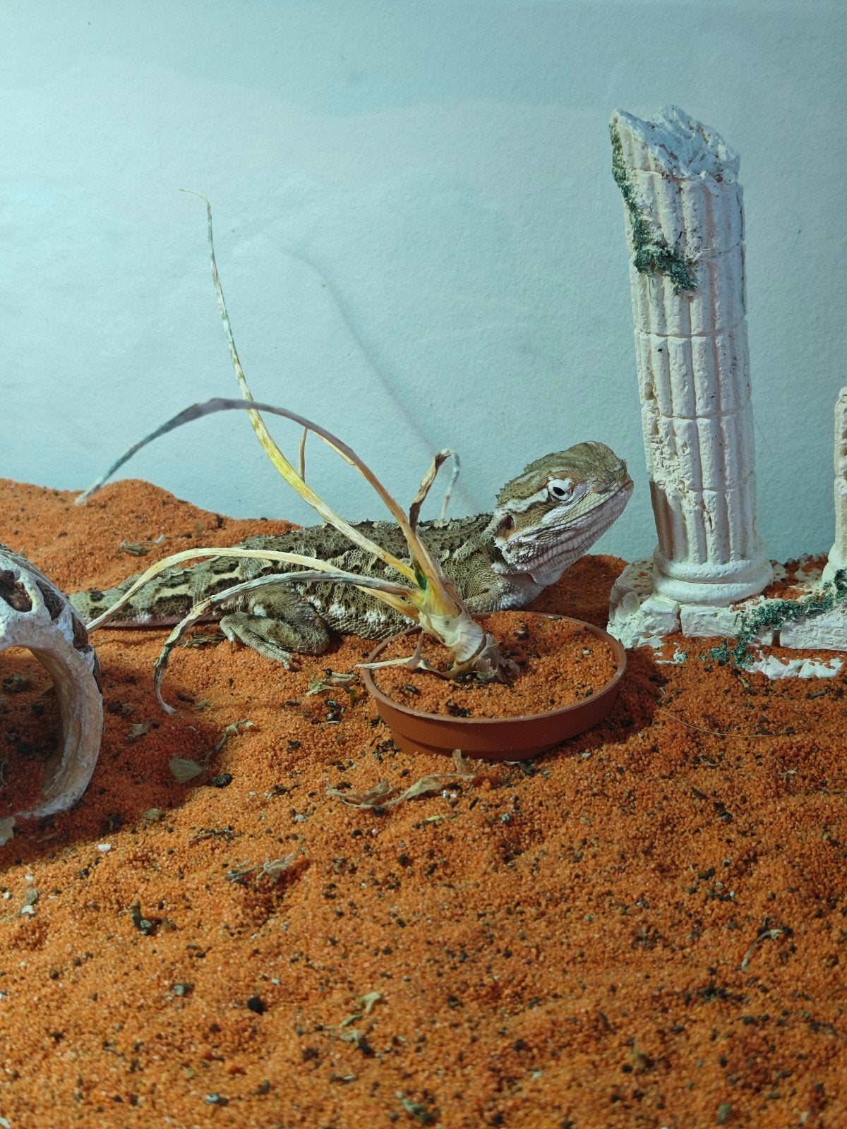 Mini Baardagaam + toebehoren, Autres espèces, Avec terrarium, 0 à 2 ans